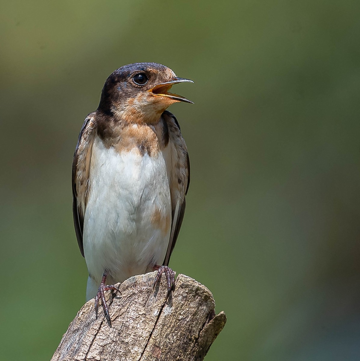 Barn Swallow - ML645613865