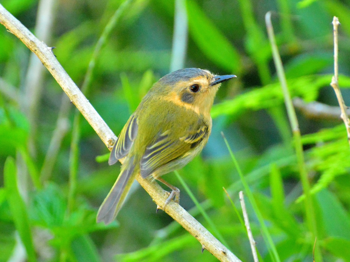 Ochre-faced Tody-Flycatcher - ML645613866