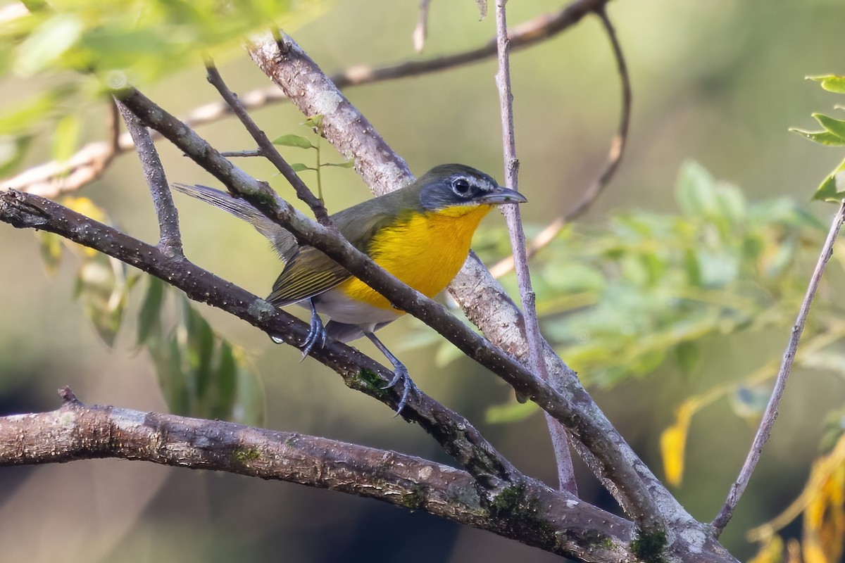 Yellow-breasted Chat - ML645613867