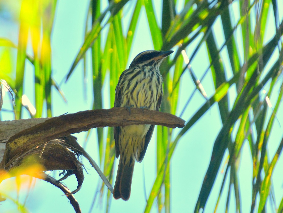 Streaked Flycatcher - ML645613869