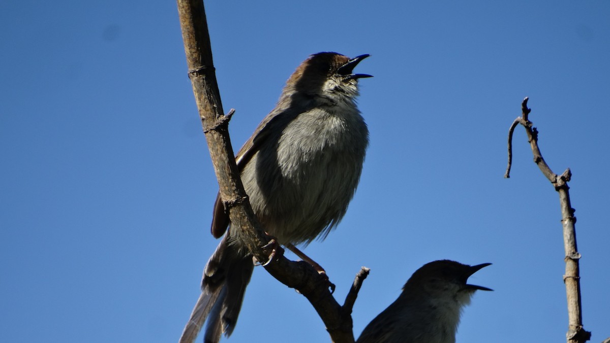 Hunter's Cisticola - ML645613870