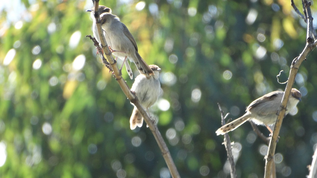 Hunter's Cisticola - ML645613871