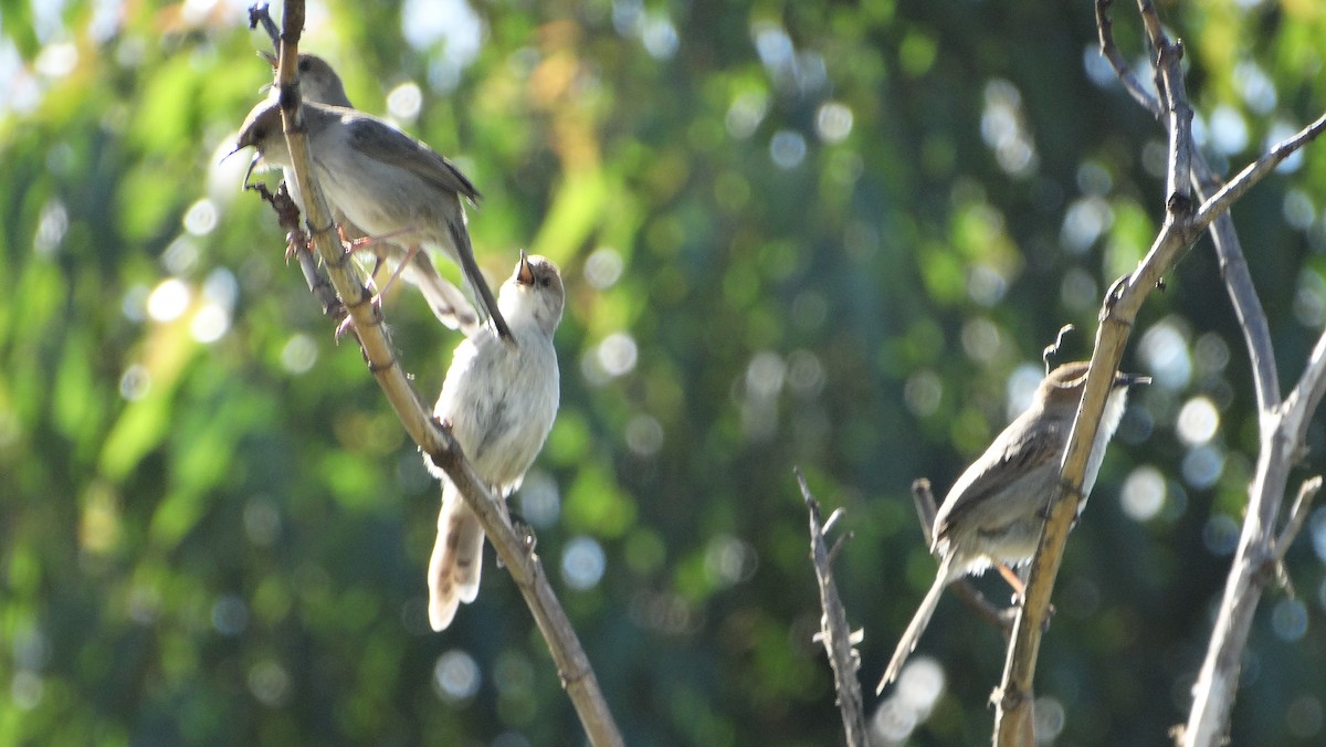 Hunter's Cisticola - ML645613872