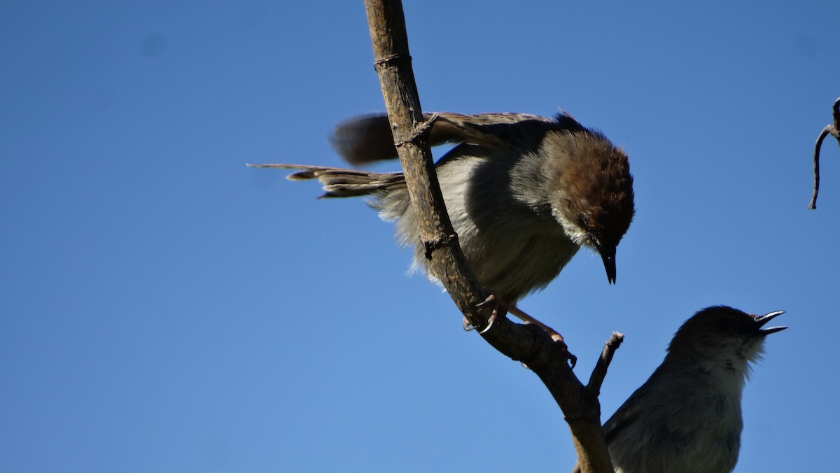 Hunter's Cisticola - ML645613873