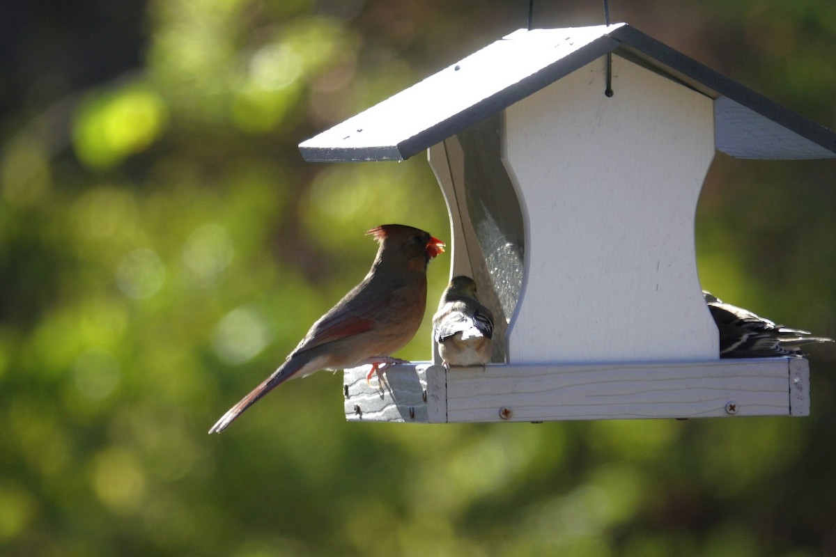 Northern Cardinal - ML645613874