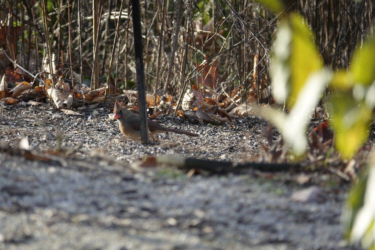 Northern Cardinal - ML645613875