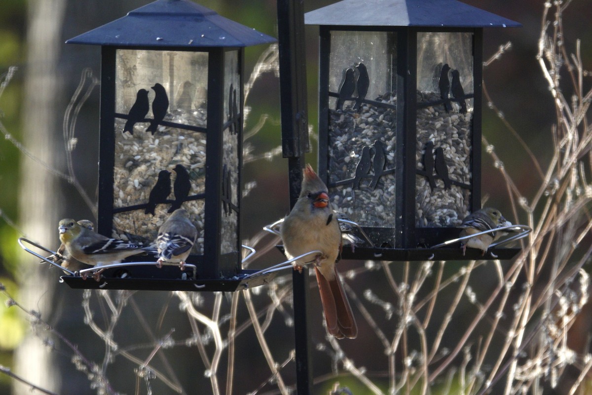 Northern Cardinal - ML645613876