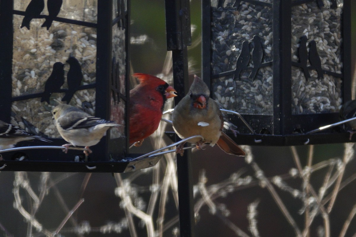 Northern Cardinal - ML645613877