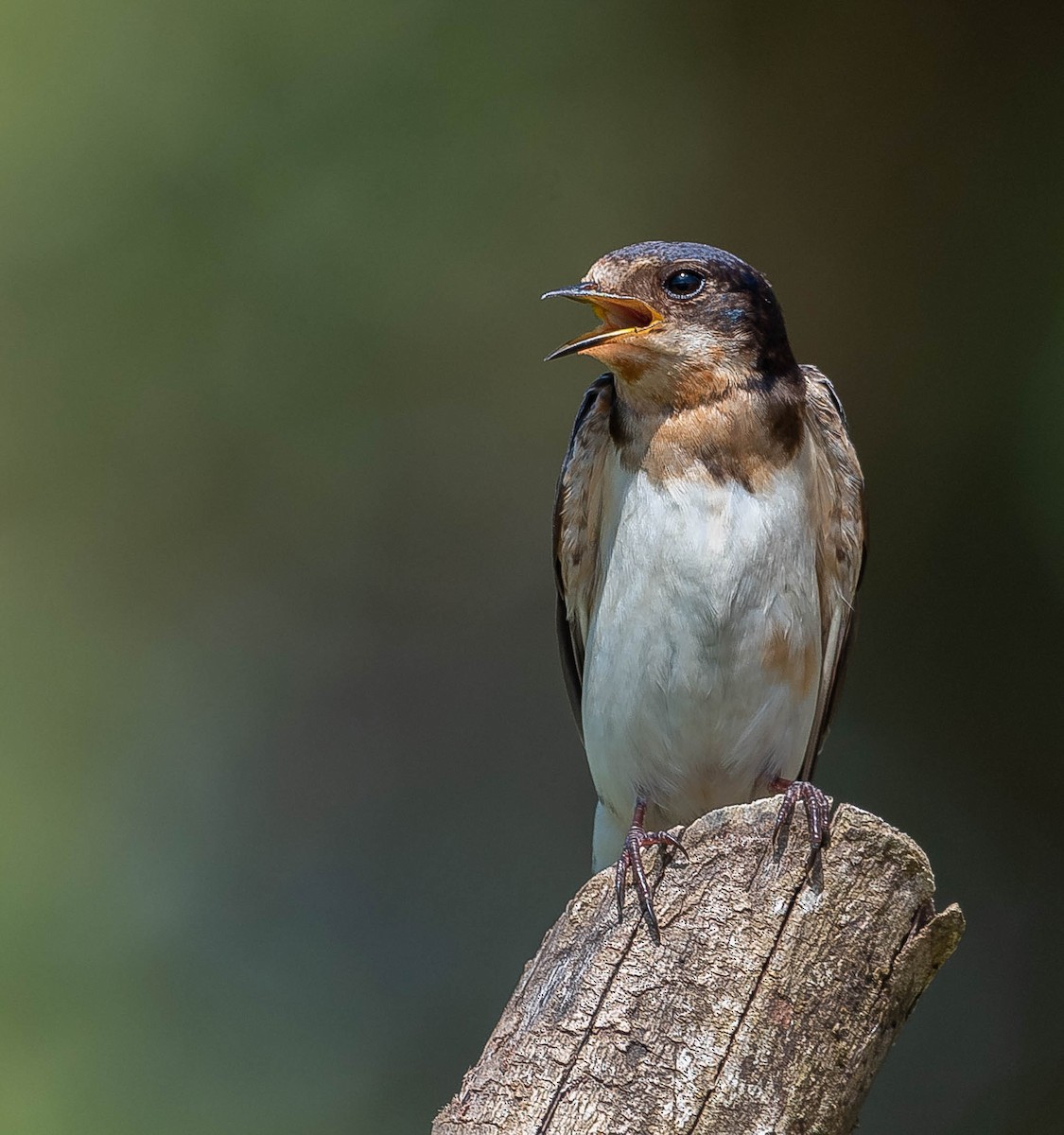 Barn Swallow - ML645613878