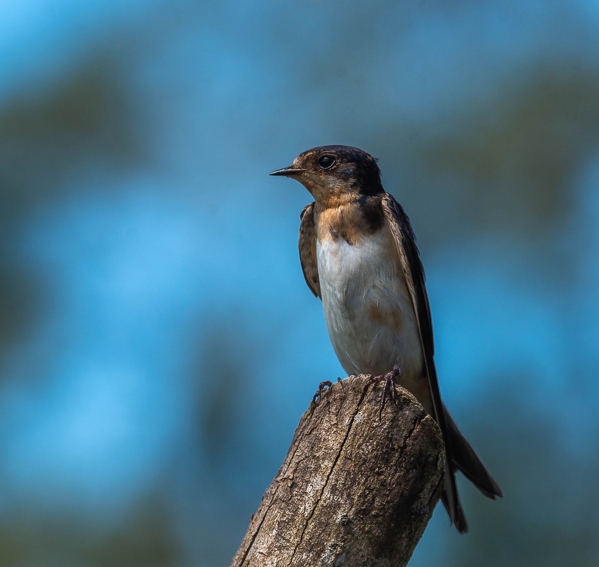 Barn Swallow - ML645613879