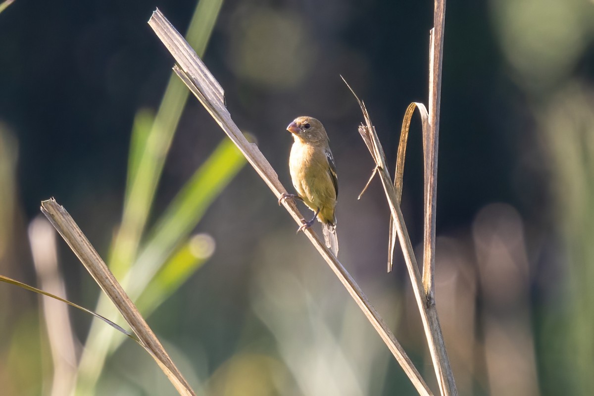 Morelet's Seedeater - ML645613880