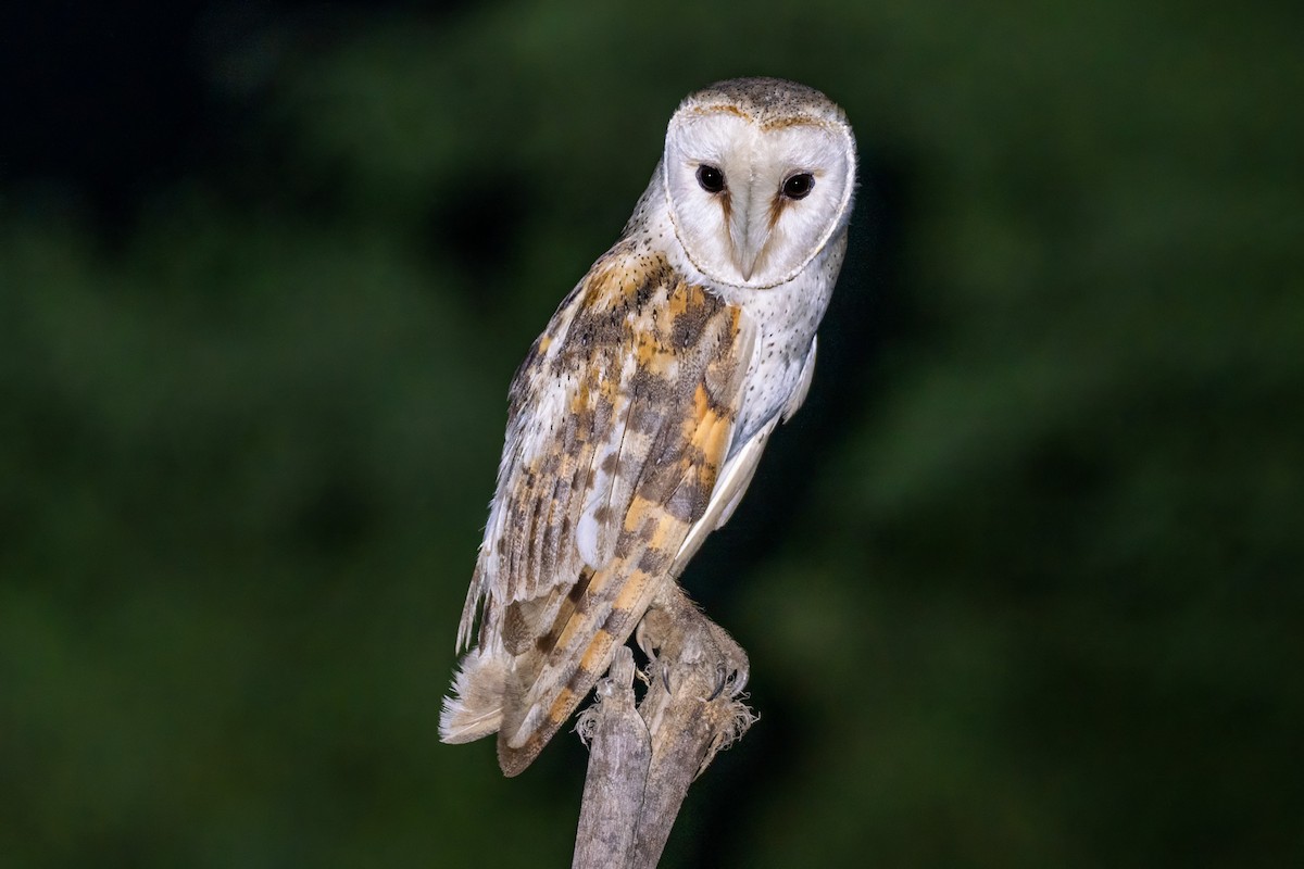 Western Barn Owl - ML645613881