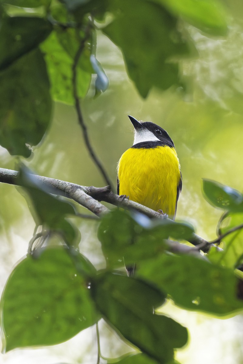 Golden Whistler - ML645613882