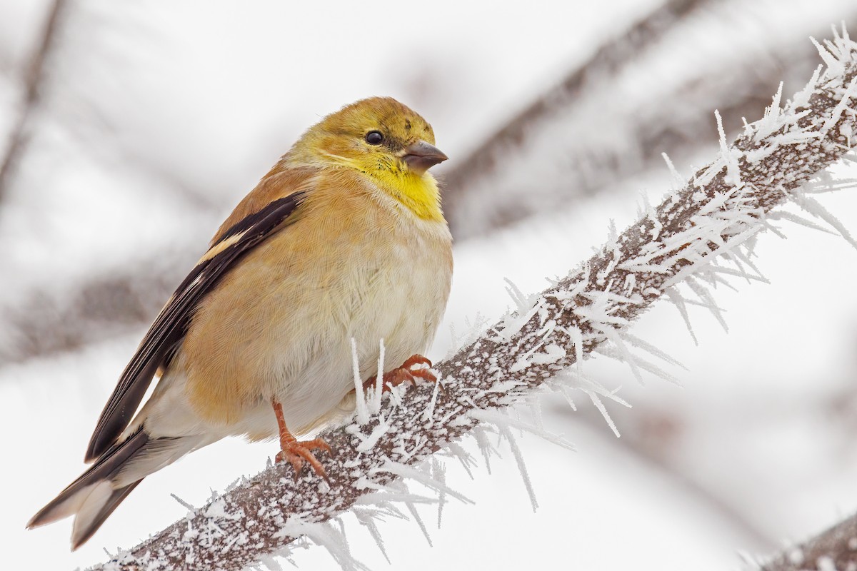 American Goldfinch - ML645613883