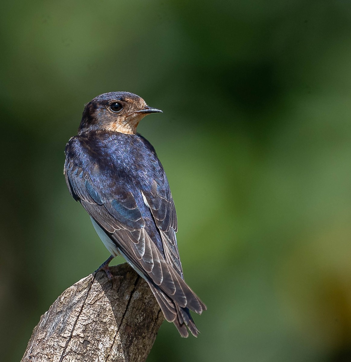 Ластівка сільська - ML645613885