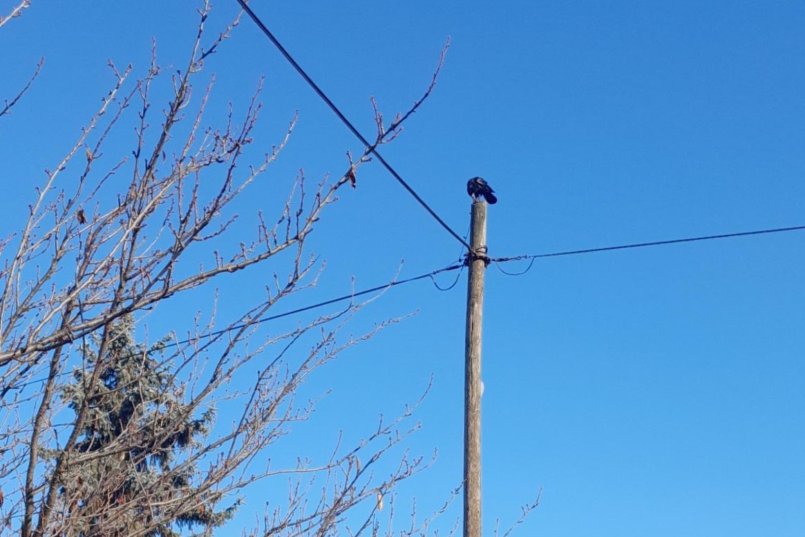 Ekin Kargası - ML645613896