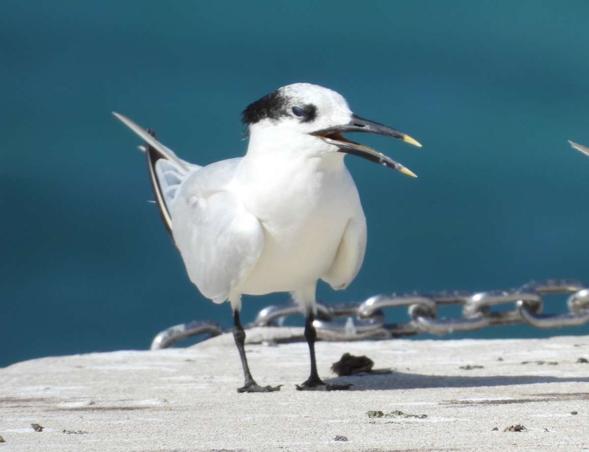 Sandwich Tern - ML645613898