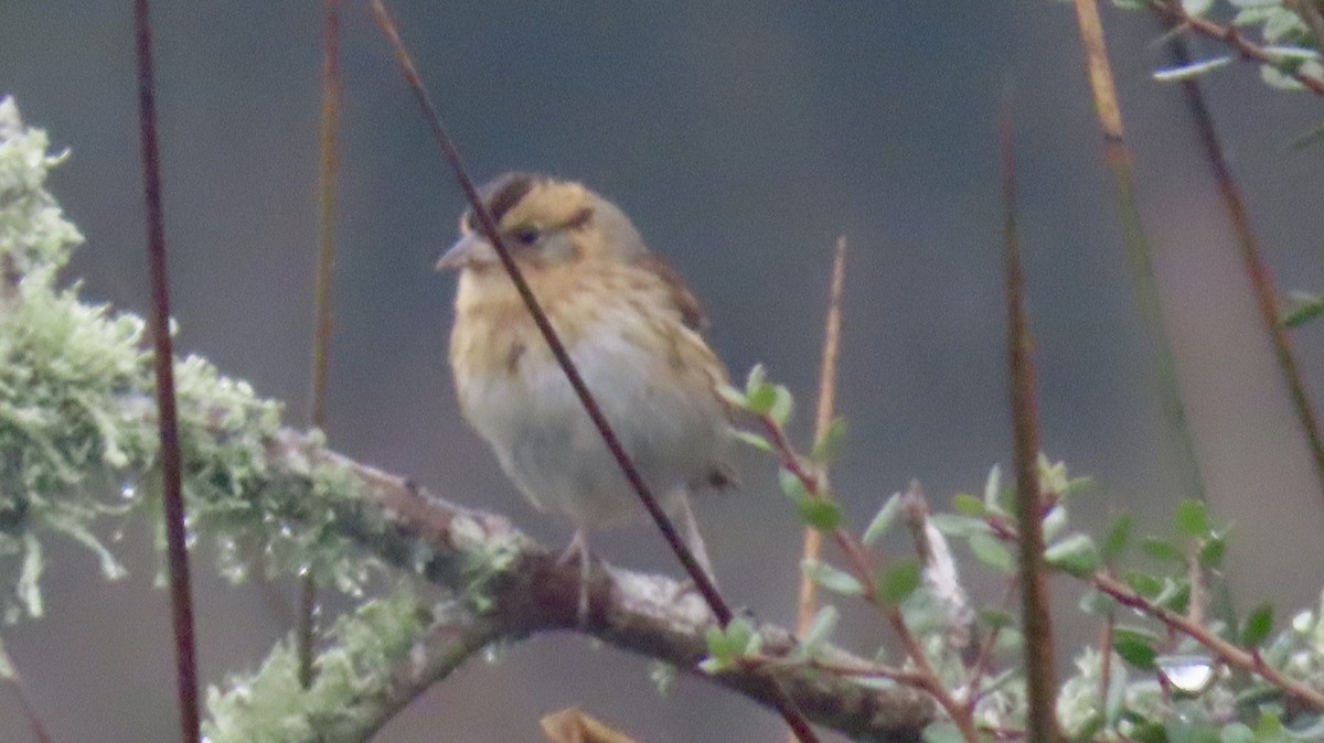 Nelson's Sparrow - ML645613910