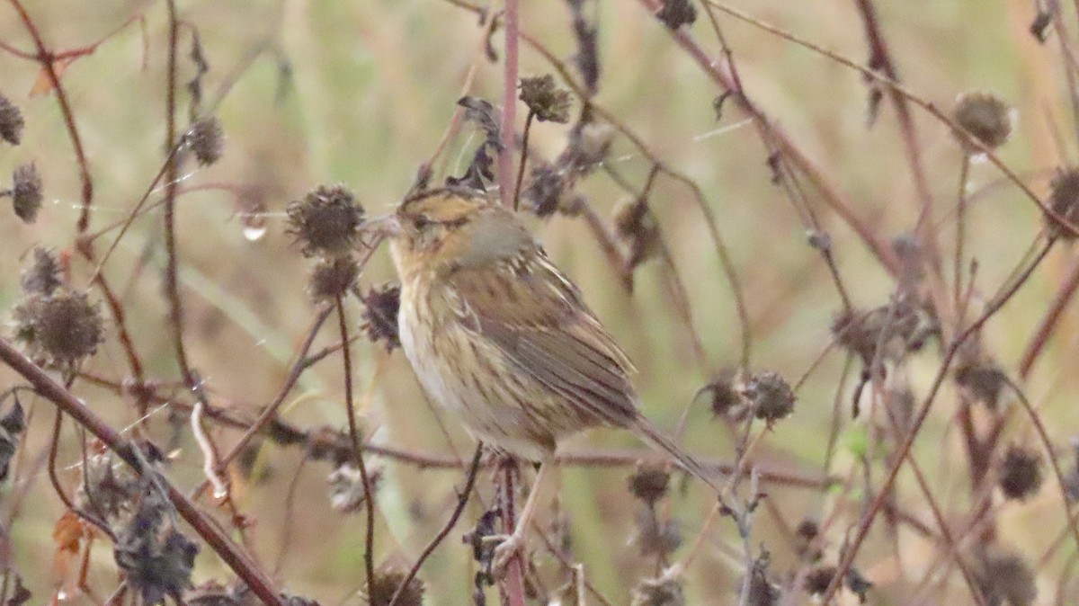Nelson's Sparrow - ML645613911