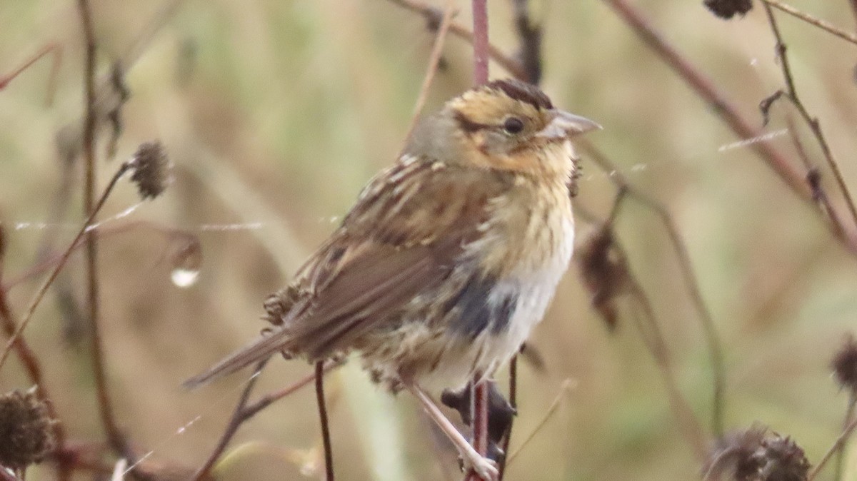 Nelson's Sparrow - ML645613912
