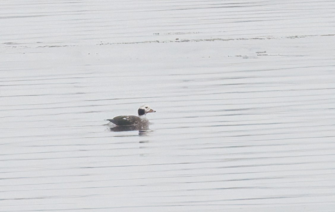 Long-tailed Duck - ML645613918