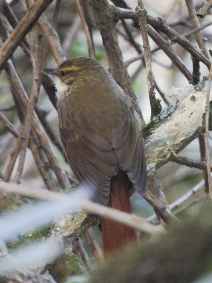 Buff-browed Foliage-gleaner - ML645613926