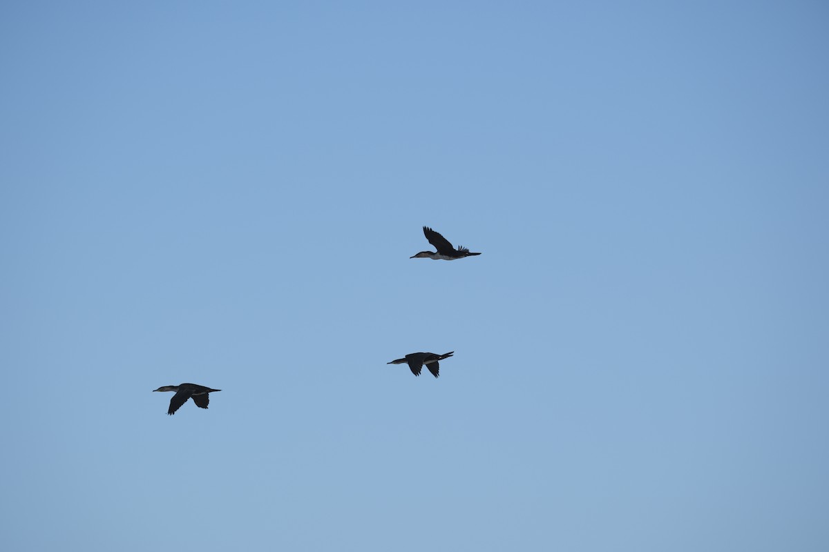 Reed Cormorant - ML645613928