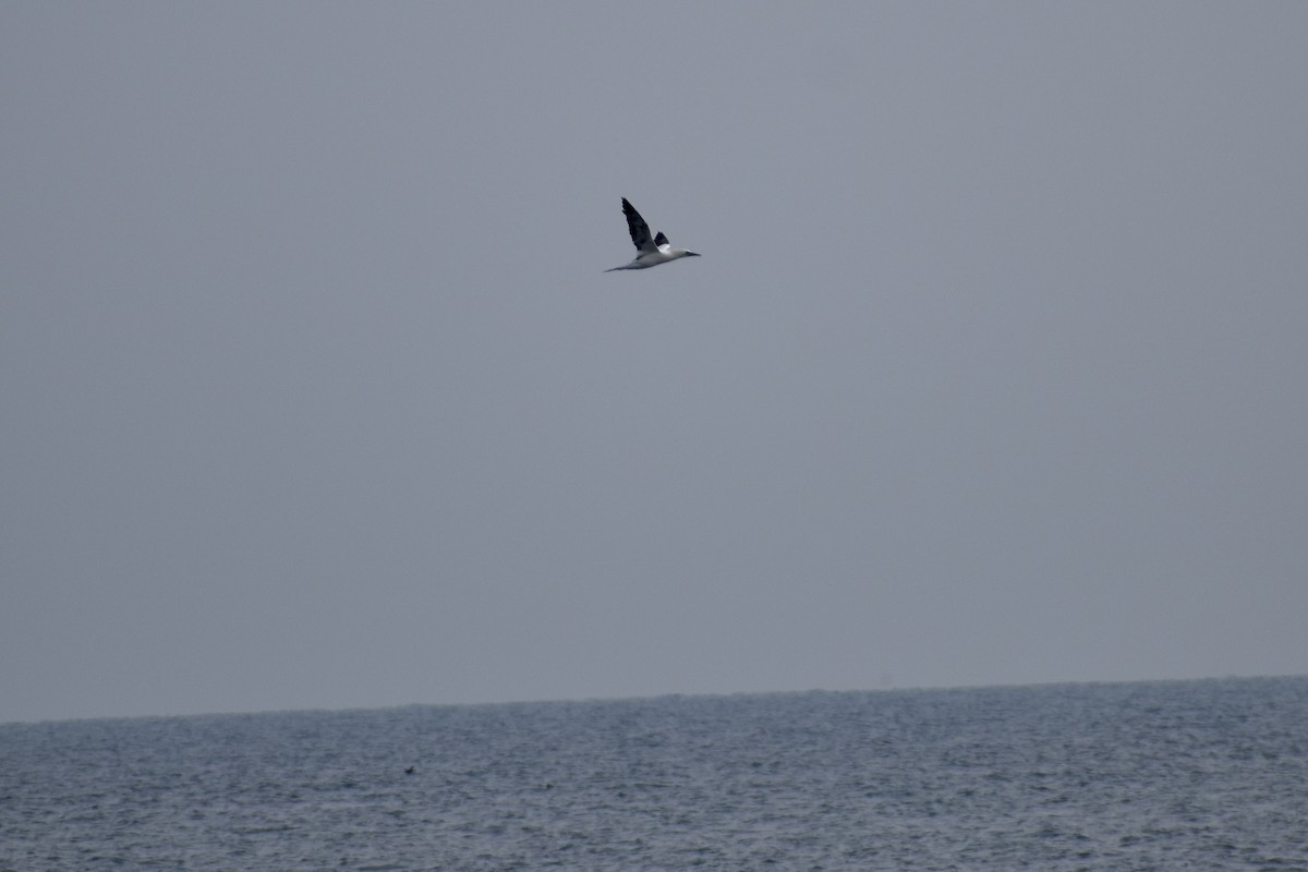 Сула атлантична - ML645613937