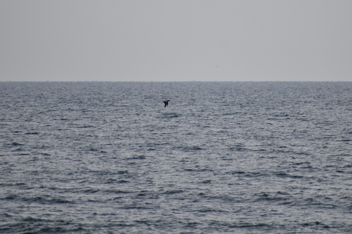 Сула атлантична - ML645613938