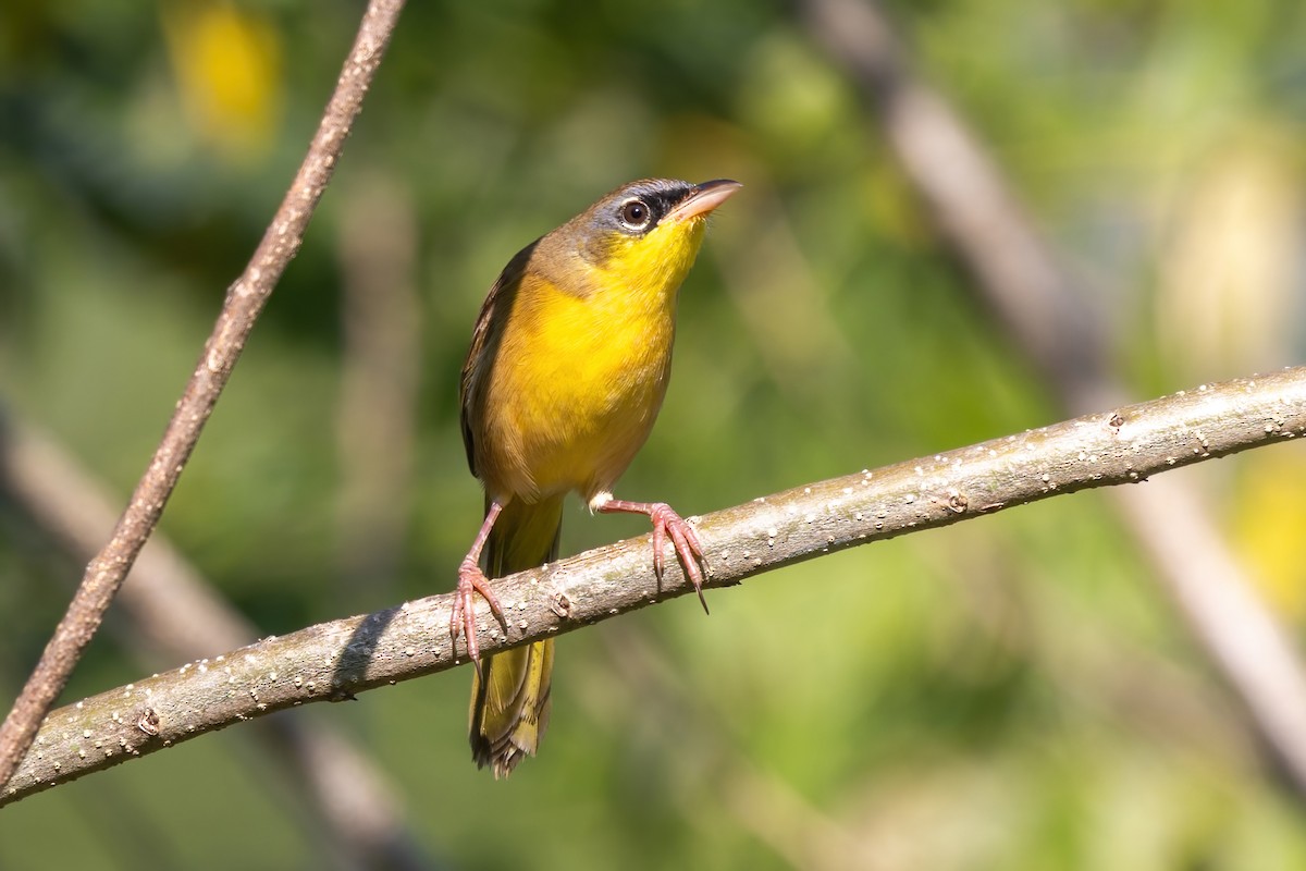 Gray-crowned Yellowthroat - ML645613945