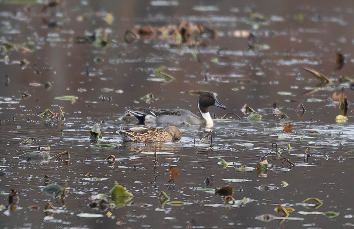 Northern Pintail - ML645613946