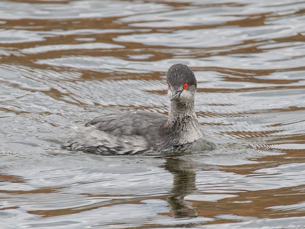 Schwarzhalstaucher - ML645613948