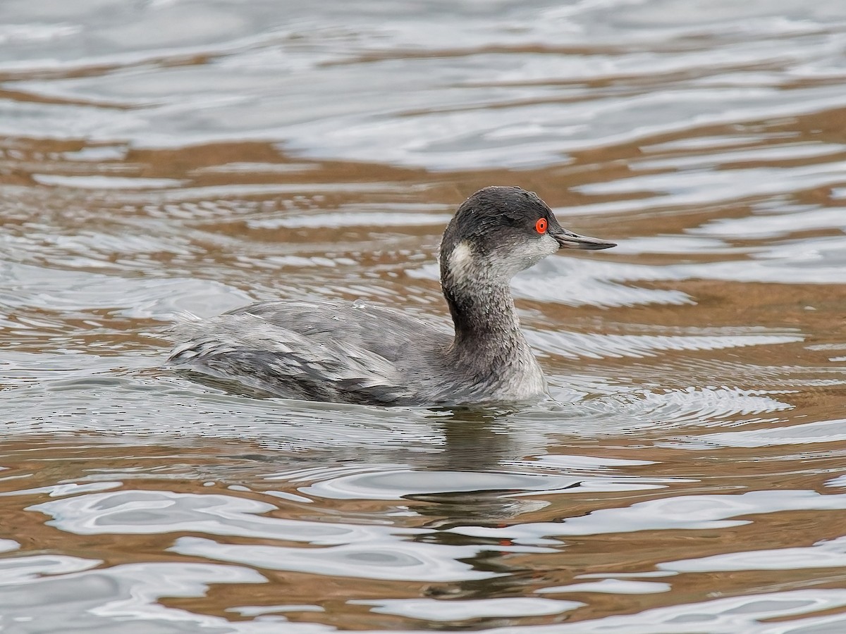 Schwarzhalstaucher - ML645613949