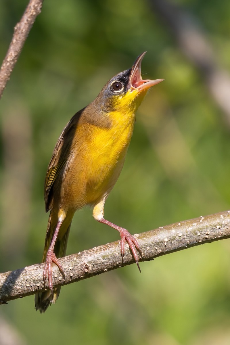 Gray-crowned Yellowthroat - ML645613950
