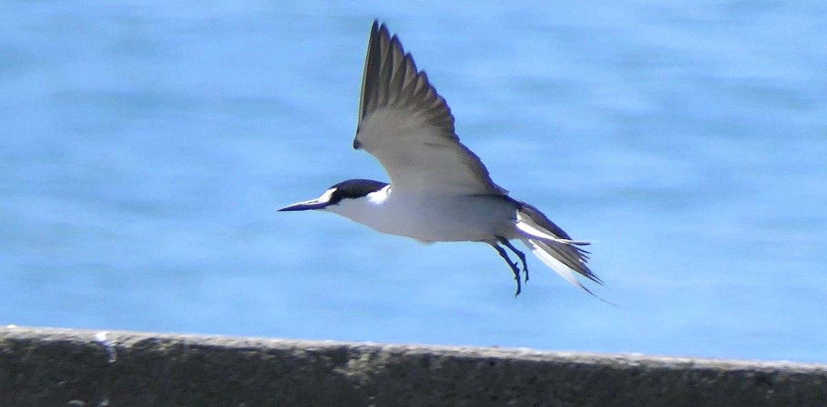 Sooty Tern - ML645613951