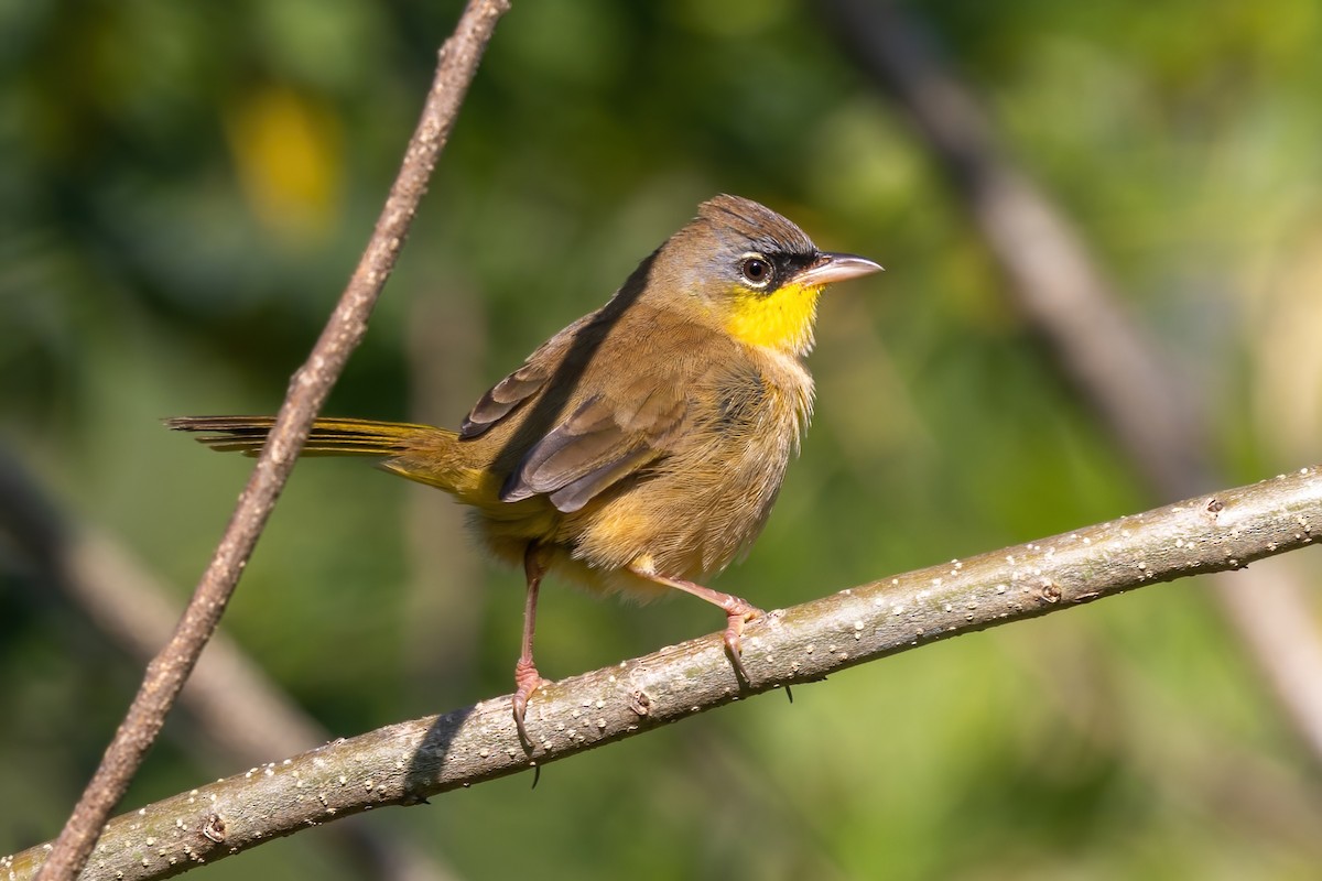 Gray-crowned Yellowthroat - ML645613952