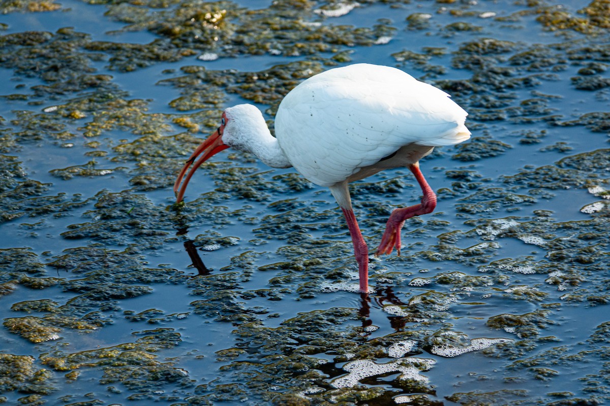 Белый ибис - ML645613954