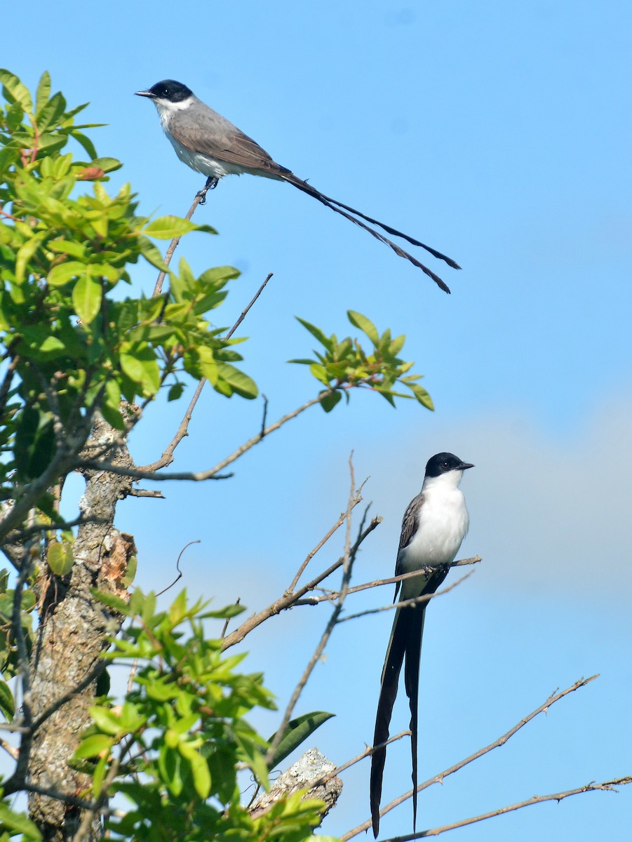 Fork-tailed Flycatcher (savana) - ML645613958