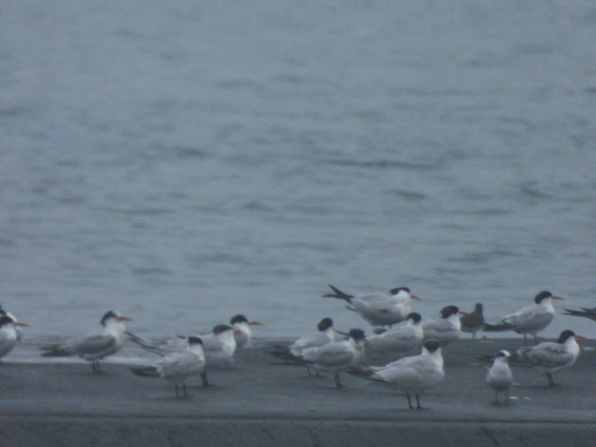 Surfbird - ML645613960