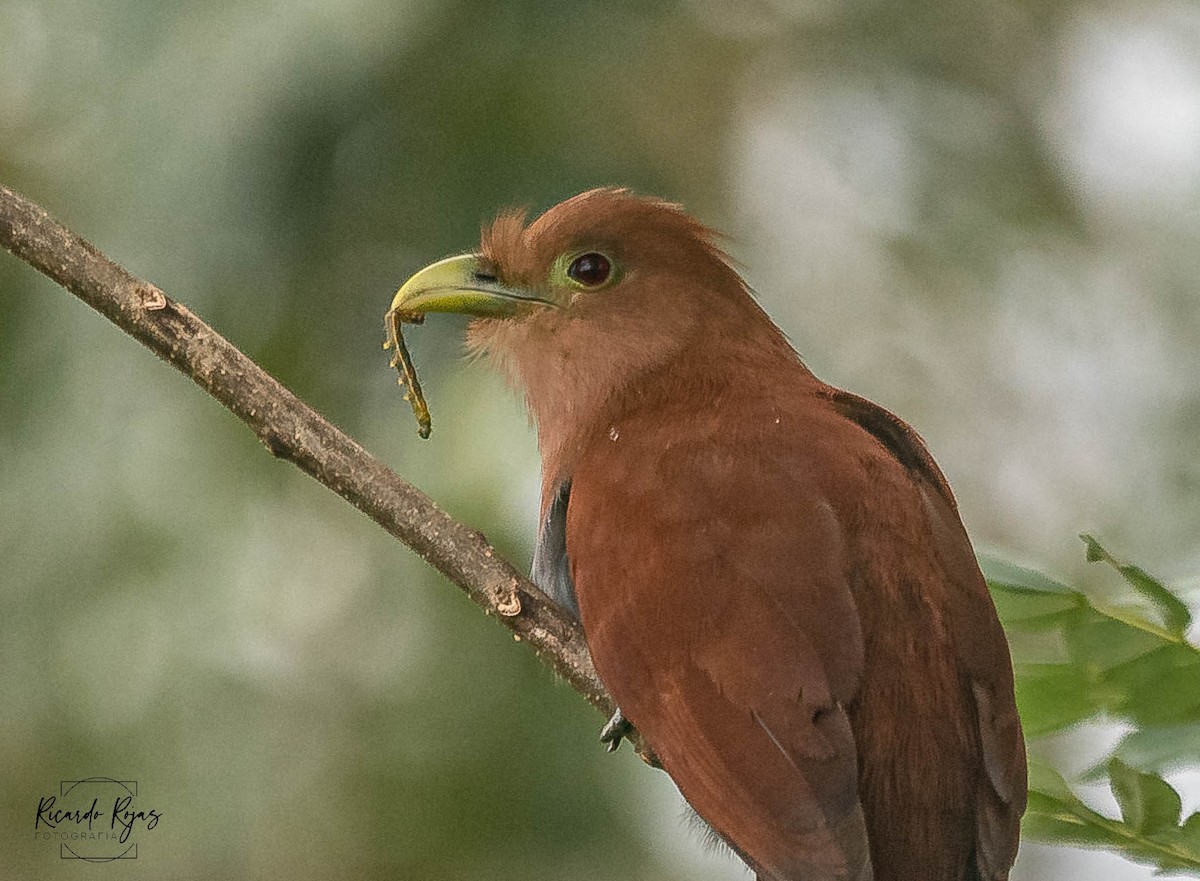 Common Squirrel-Cuckoo - ML645613969