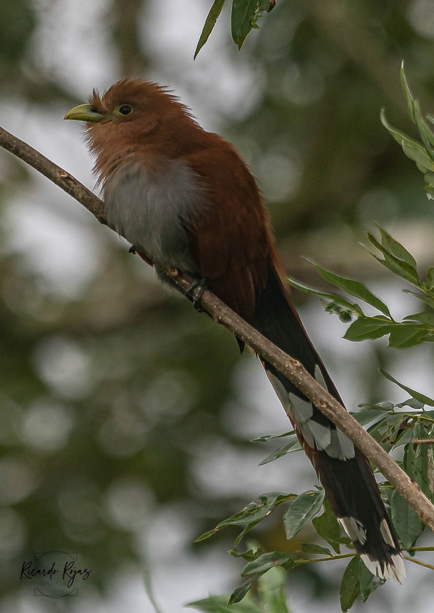 Common Squirrel-Cuckoo - ML645613970