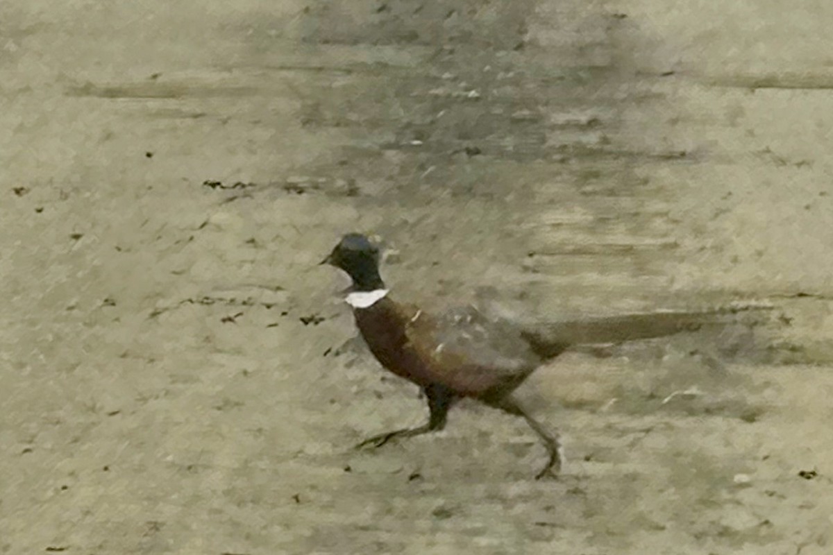 環頸雉 - ML645613984