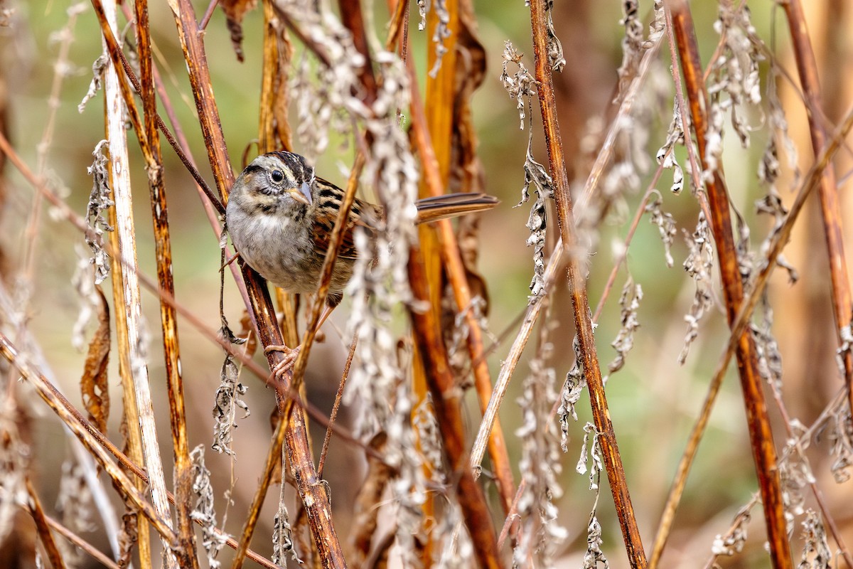 Swamp Sparrow - ML645613997