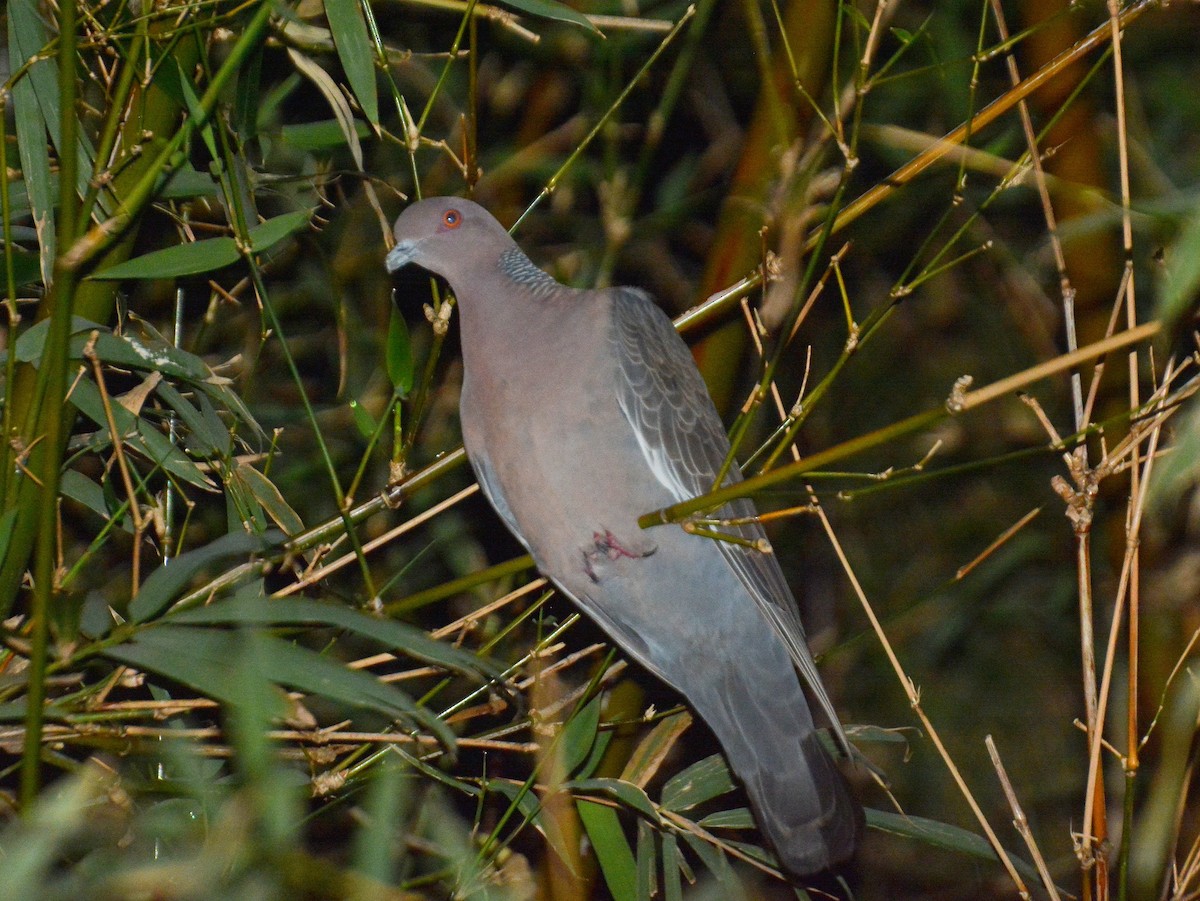 Темнохвостый голубь - ML645613998