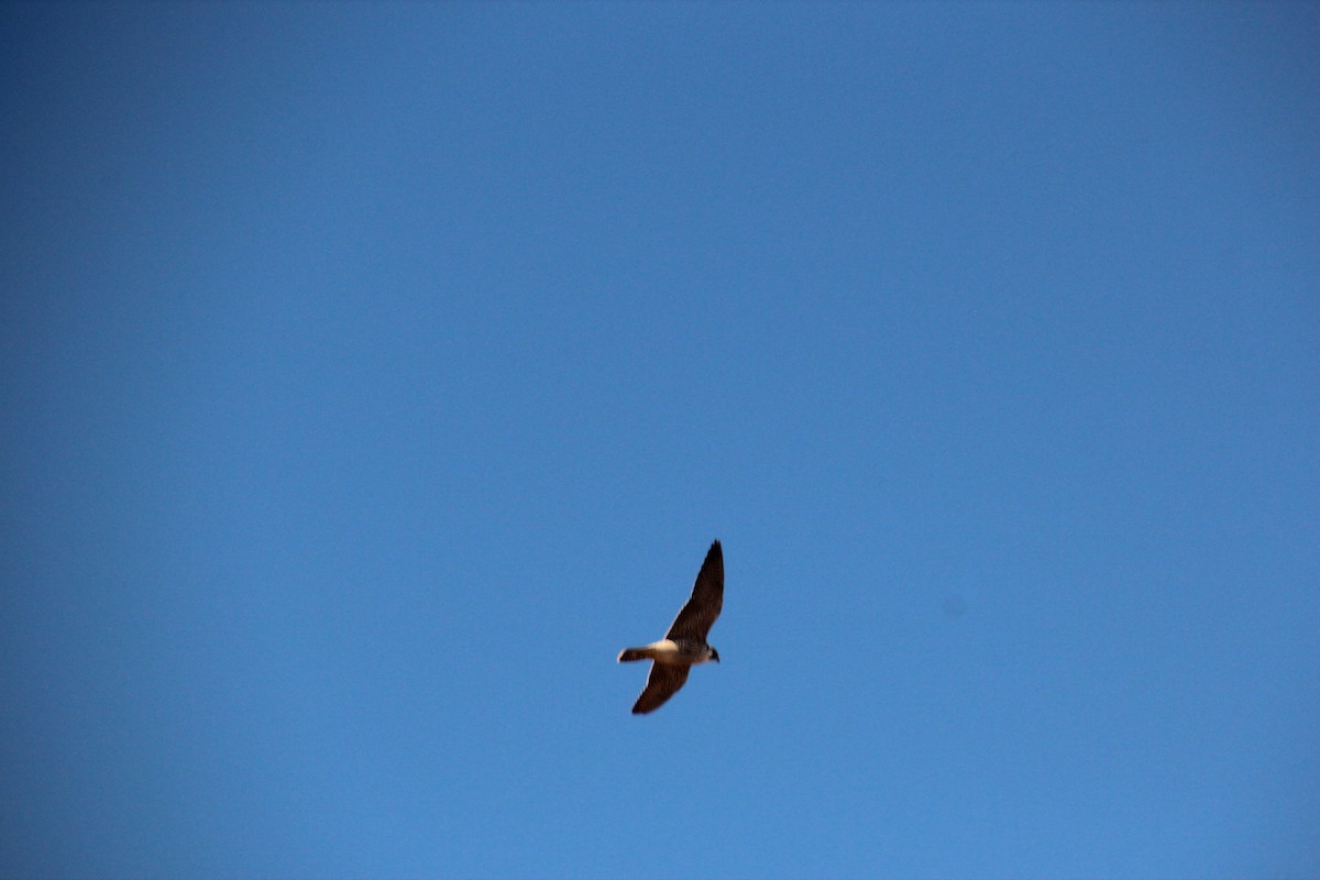 Peregrine Falcon - ML645614016