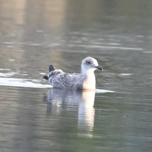 American Herring Gull - ML645614022