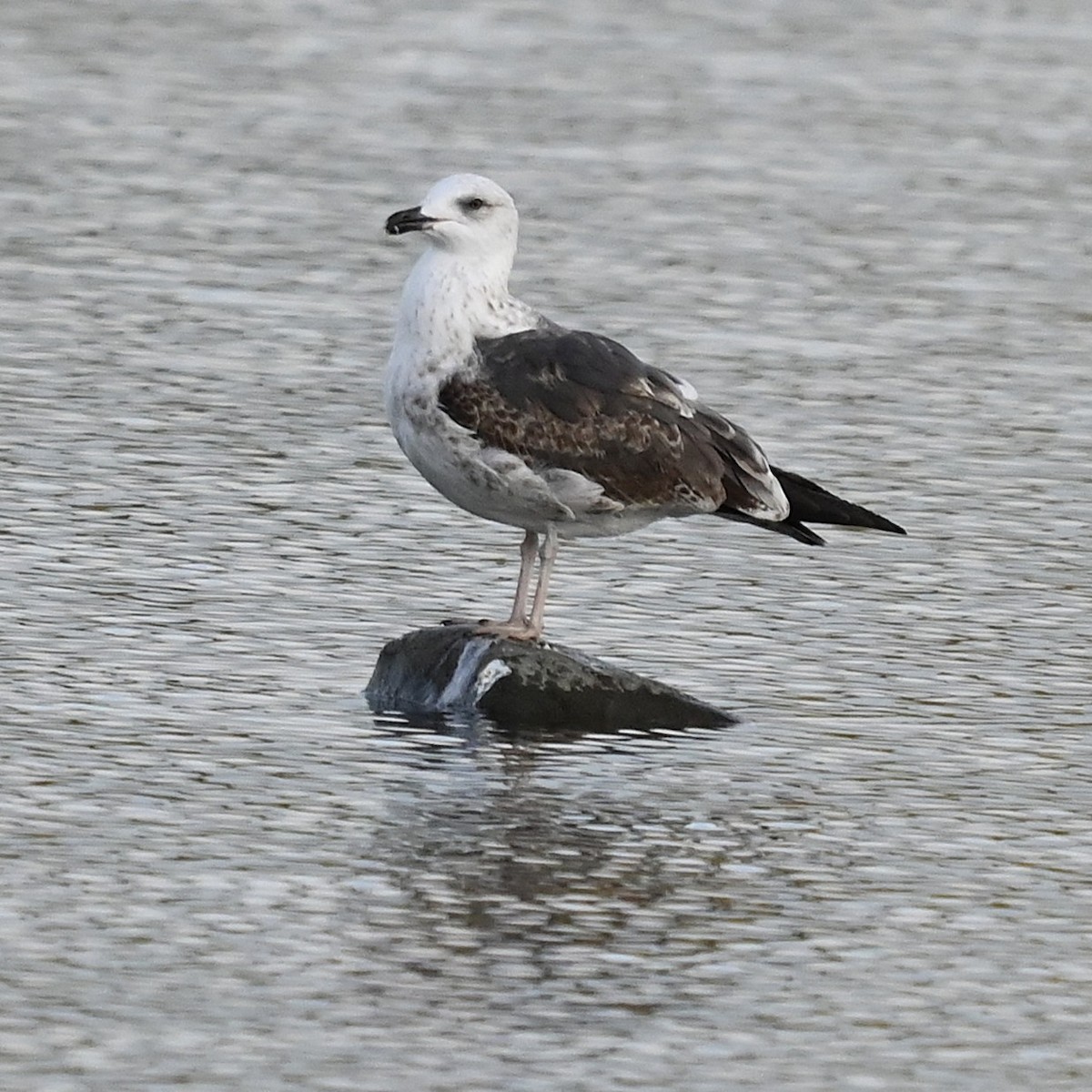 Great Black-backed Gull - ML645614029