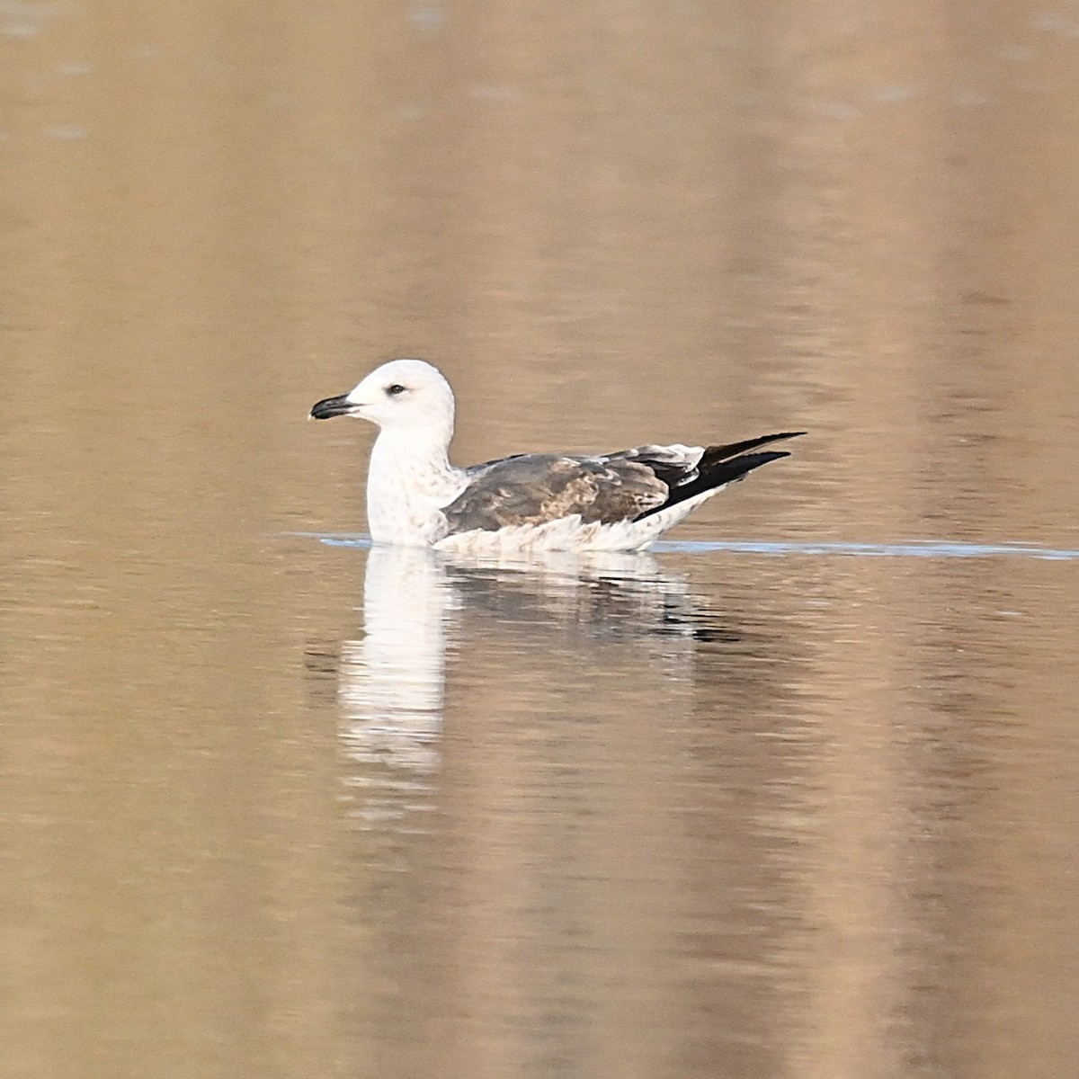 Lesser Black-backed Gull - ML645614040