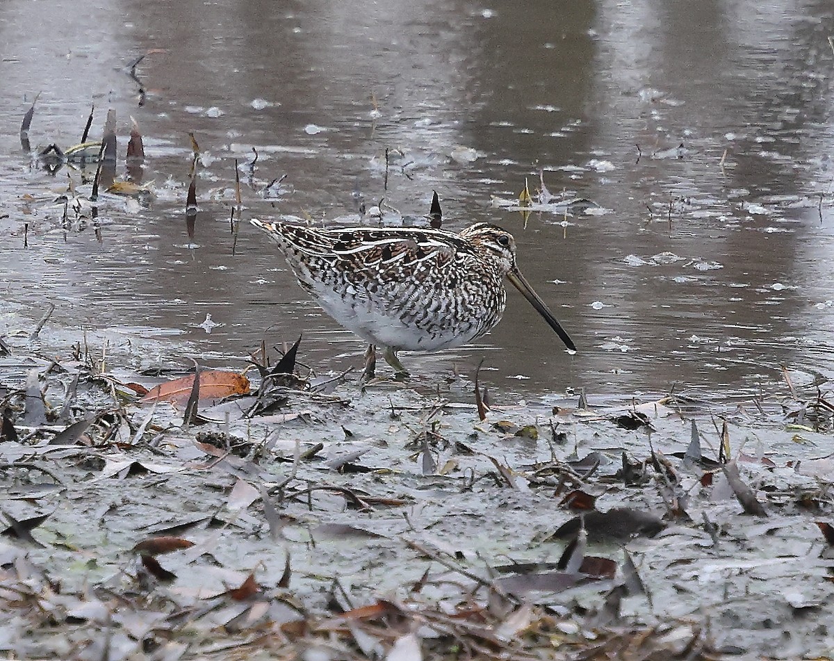 Wilson's Snipe - ML645614050