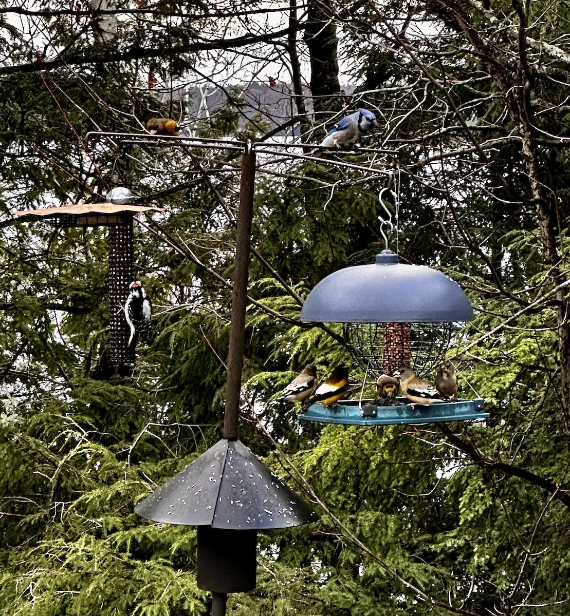 Evening Grosbeak - ML645614054